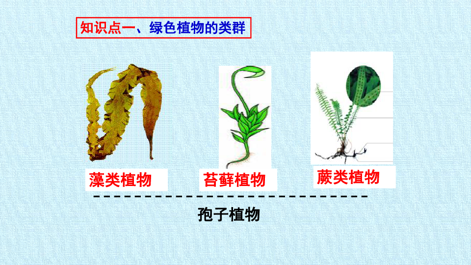 济南版七年级生物上册：第二单元  第一章  生物圈中的绿色植物   复习课件（39张PPT）