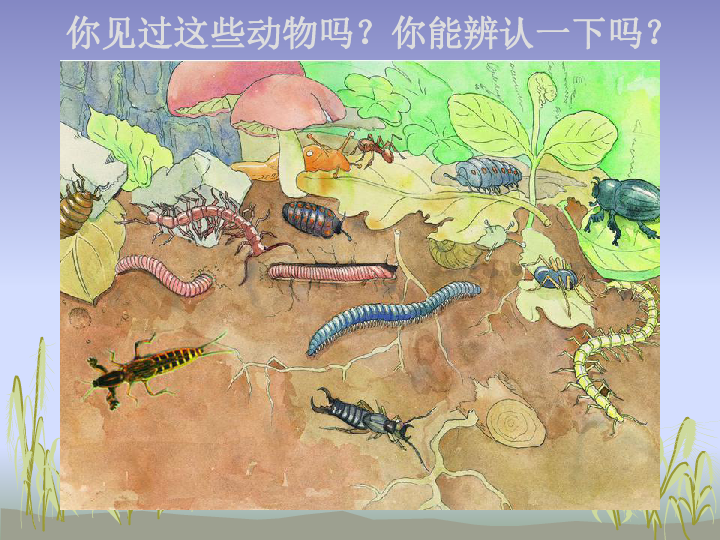 苏科版七下生物 13.1 土壤里的小动物 课件(19张PPT)