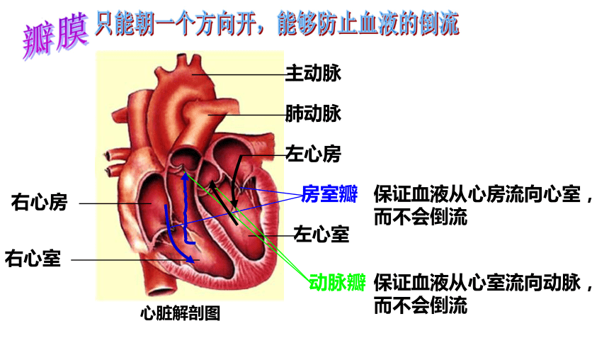 房室瓣在哪里图片图片