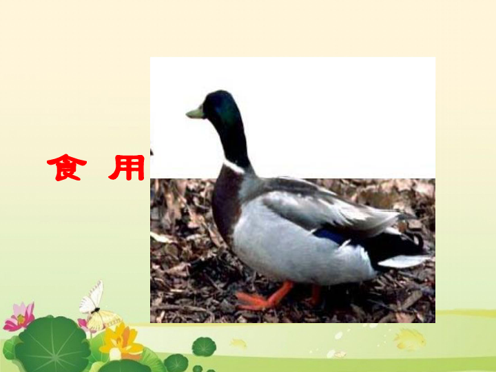 四年级下册科学课件-《鸟与人类的关系》 北京版(共23张PPT)