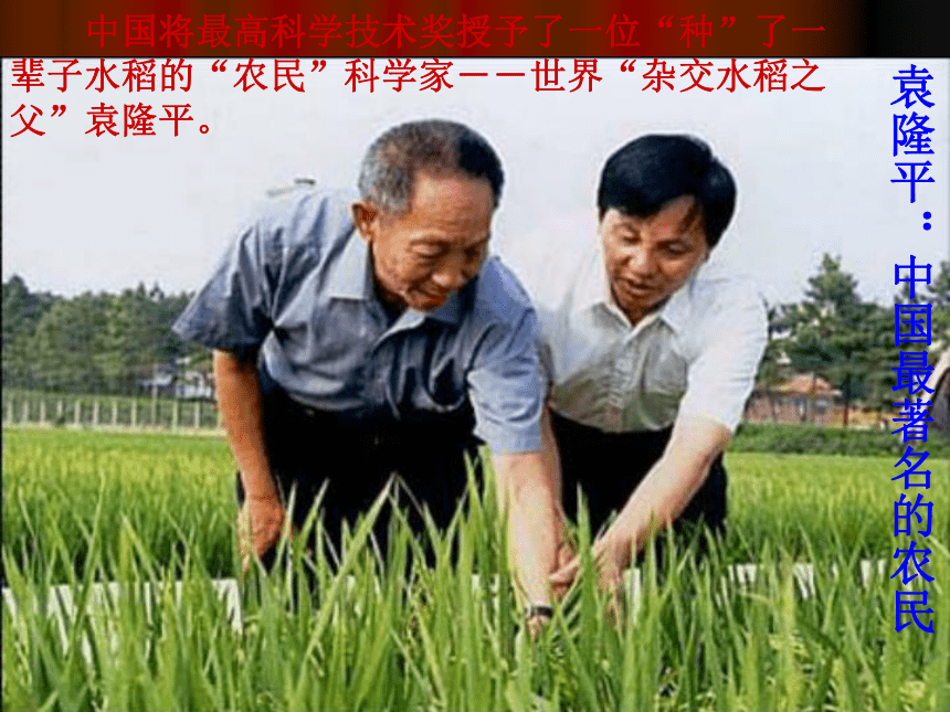 《世界杂交水稻之父》课件