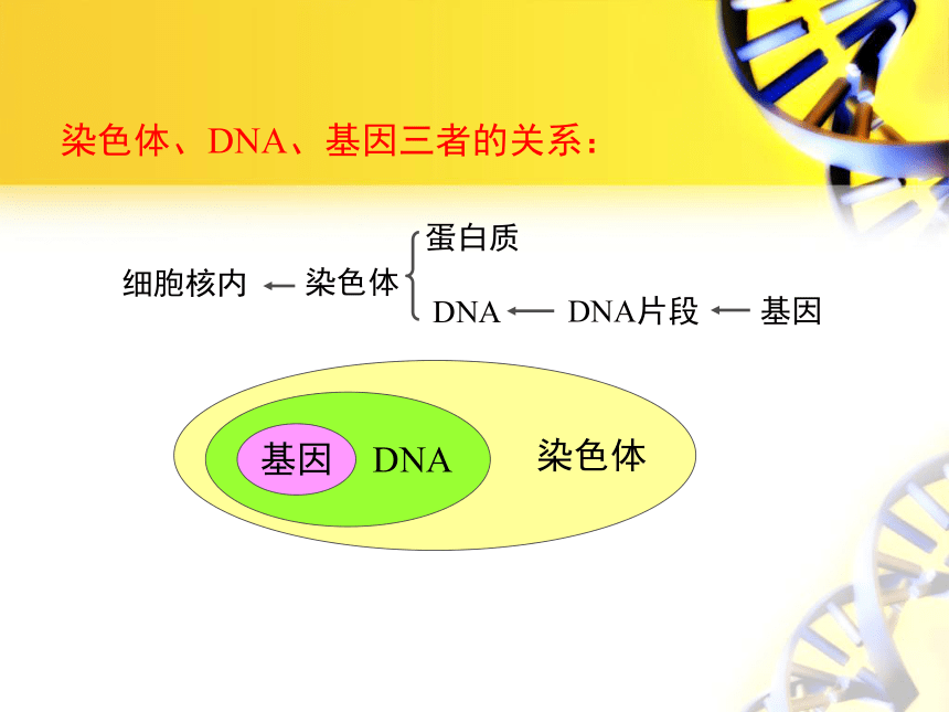 苏教版八下生物第二十二章 生物的遗传和变异第2节《人的性状和遗传》讲授课件（共15张PPT）