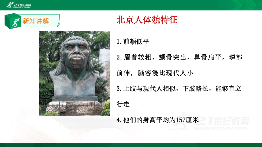 第1课 中国早期人类的代表—北京人  课件