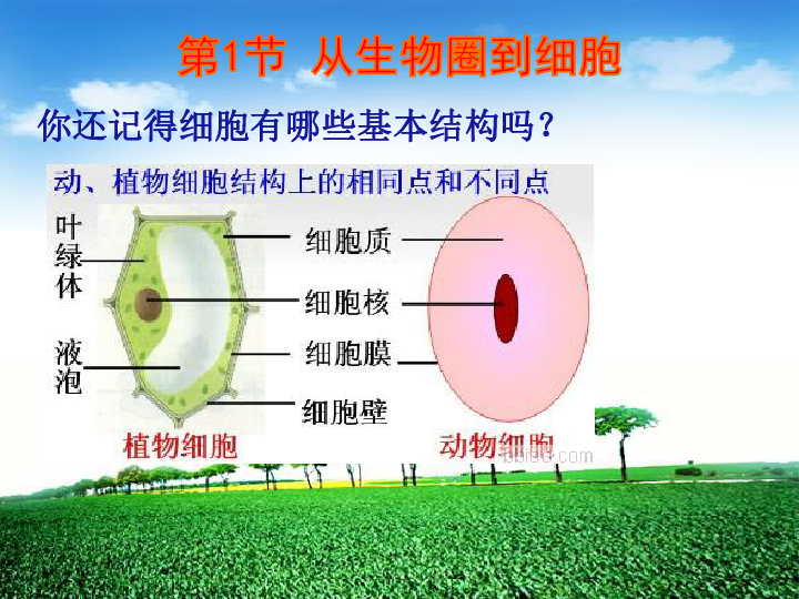 第一章走进细胞第一节从生物圈到细胞（共45张PPT）