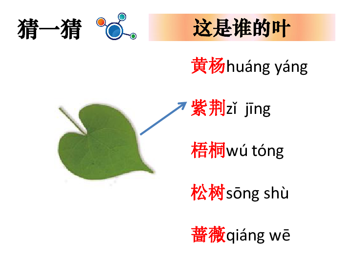 1.4这是谁的叶 课件（(共17张PPT)）