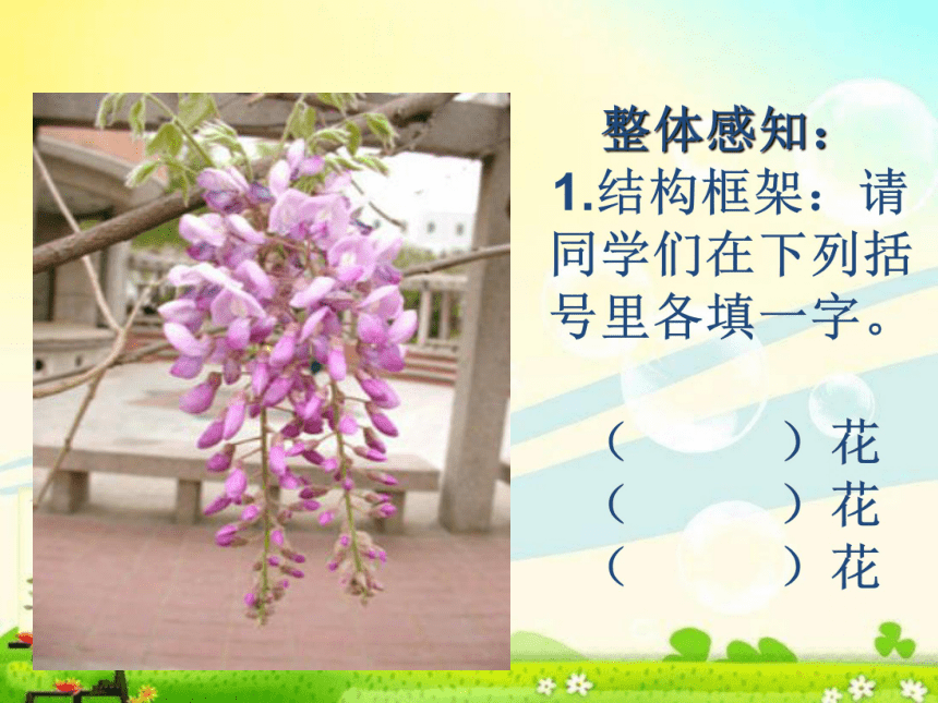 17紫藤萝瀑布课件（22张ppt）