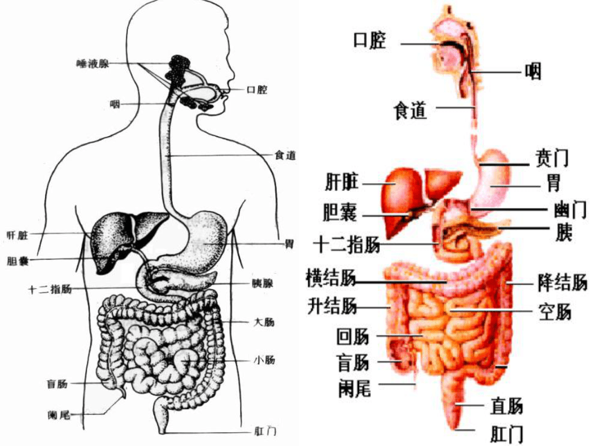 第二节   食物的消化[下学期]