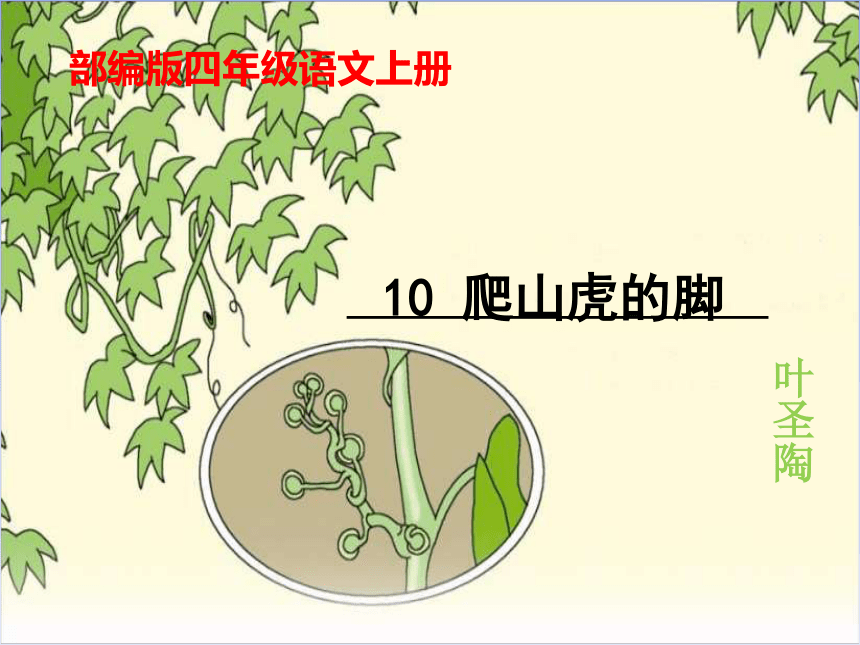 爬山虎脚的样子 彩色图片