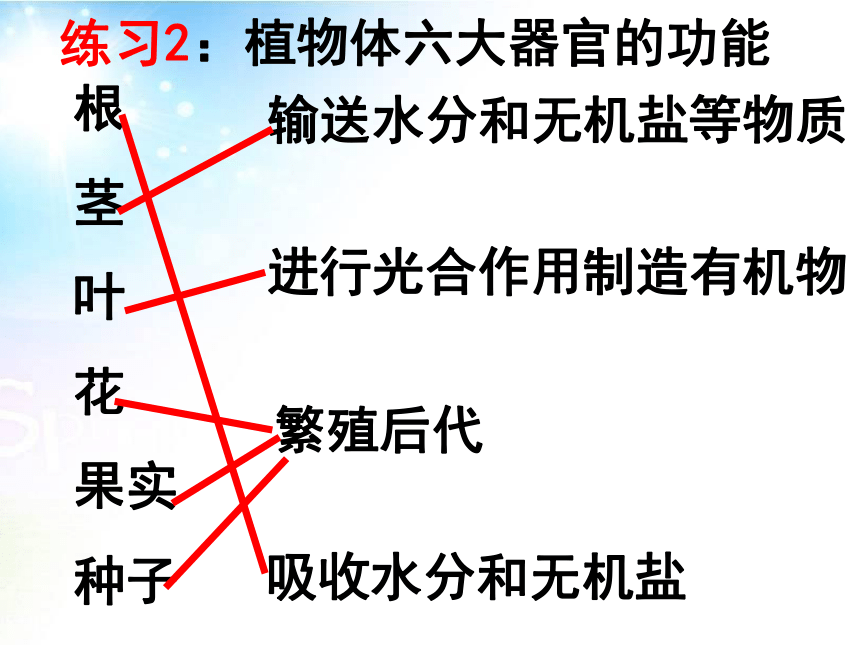 2.2.3植物体的结构层次 课件（25张PPT）