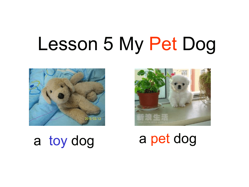 Lesson 5 My pet dog 课件