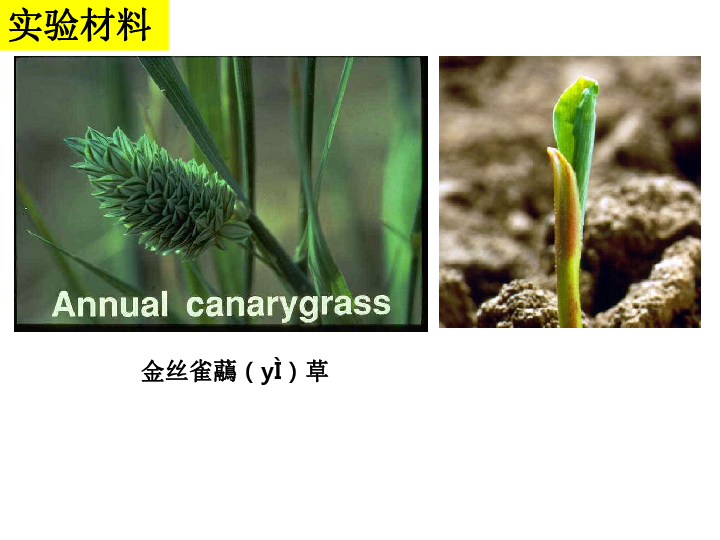 canarygrass图片