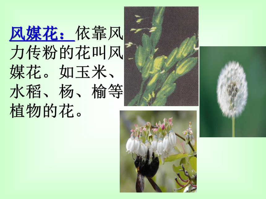 1.5植物生殖方式的多样性(第1课时)