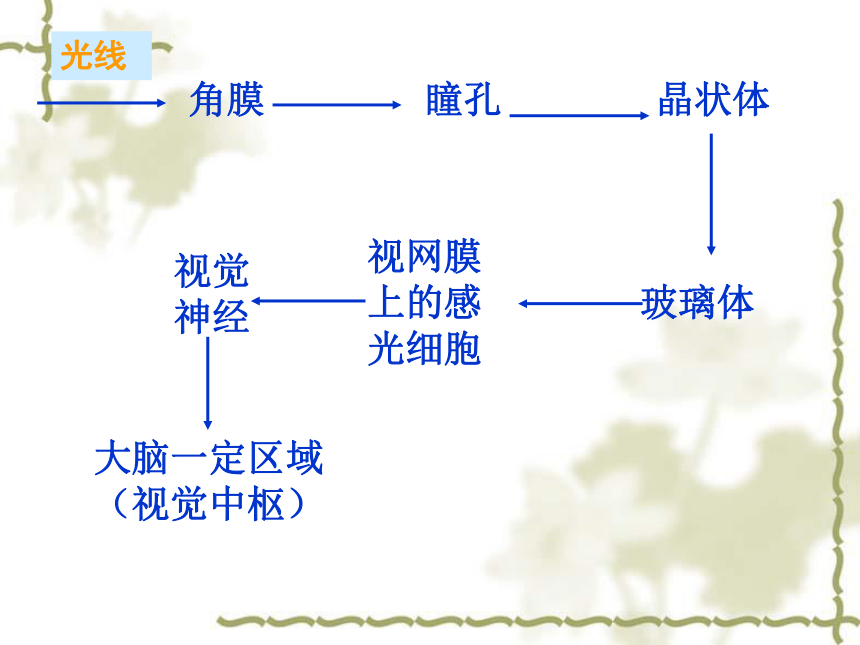 6.1 人体对外界环境的感知 课件（52张PPT)