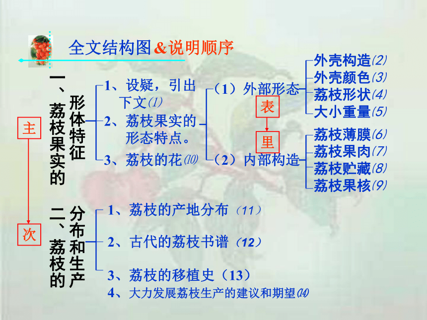 荔枝的思维导图怎么写图片