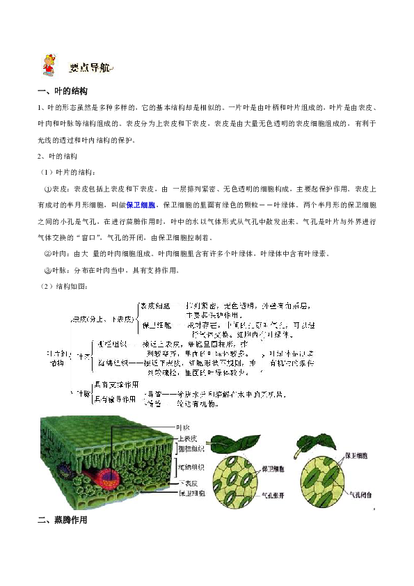 4.5 植物的叶与蒸腾作用 导学案（含答案）