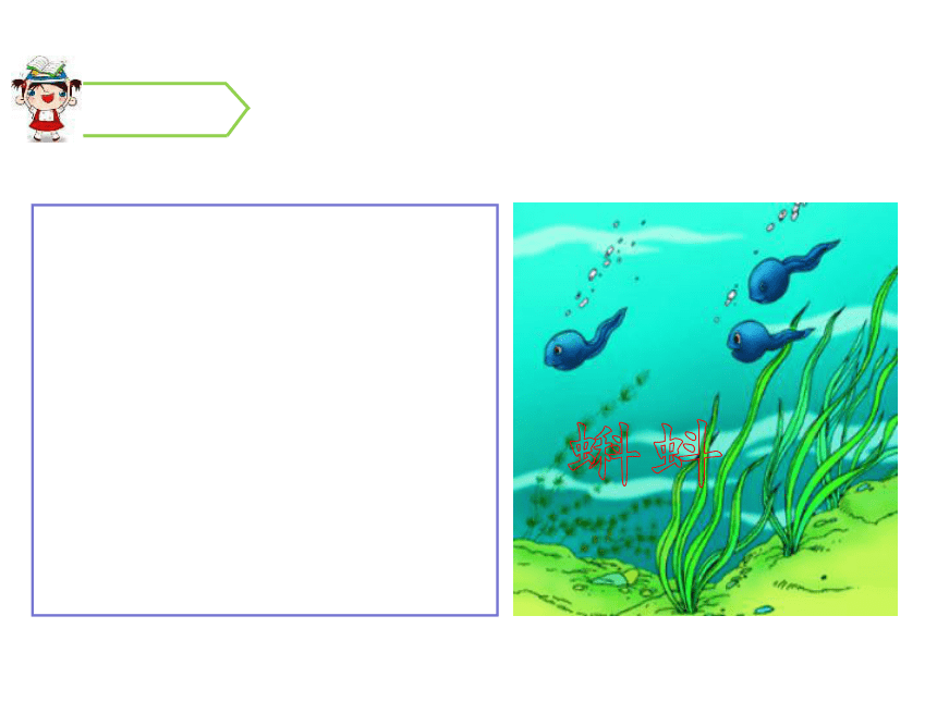 1小蝌蚪找媽媽課件28張