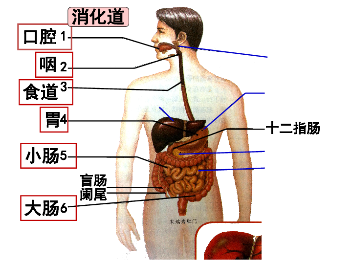 肠腺在哪里图片图片