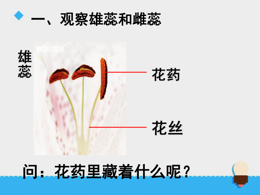 3花、果实和种子