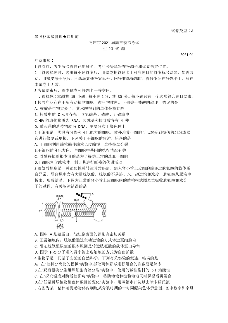 山东省枣庄市2021届高三下学期4月模拟考试（二模）生物试题 Word版含答案