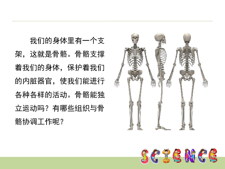 《骨骼、关节和肌肉》课件 (共15张PPT)