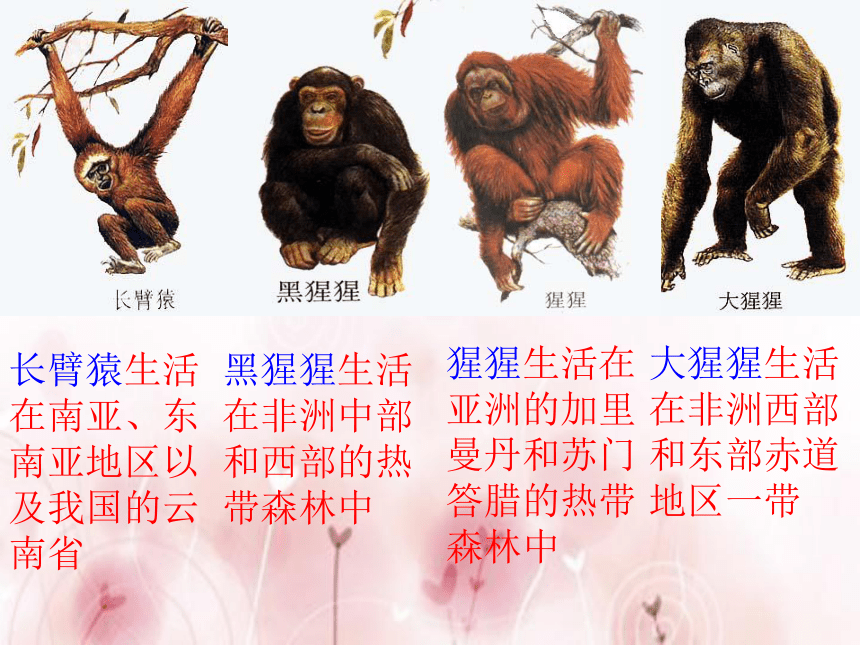 人教版初中生物七年级下册第四单元第一章 第1节 人类的起源和发展 课件（18张PPT）