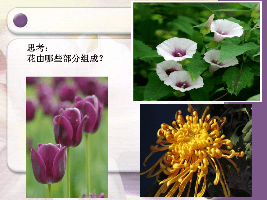 美术四年级上湘教版6花儿朵朵课件