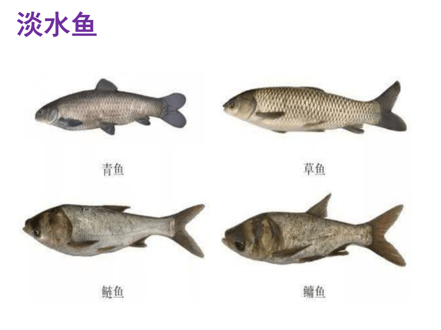 怎么分辨公鱼和母鱼图片