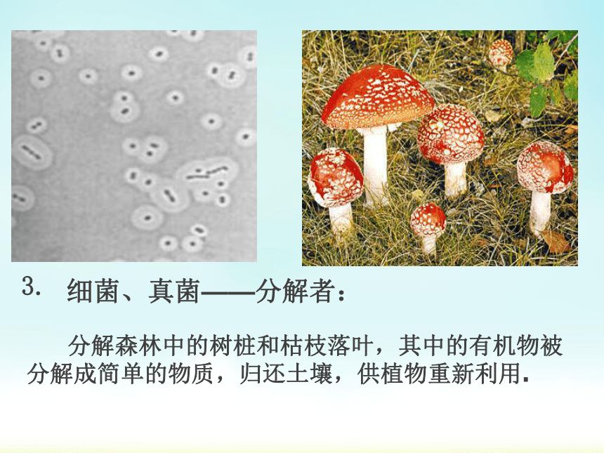 1.2.2  生物与环境组成生态系统 课件（共28张PPT）