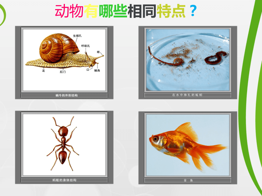 2016秋教科版科学三上2.7《动物的共同特点》课件