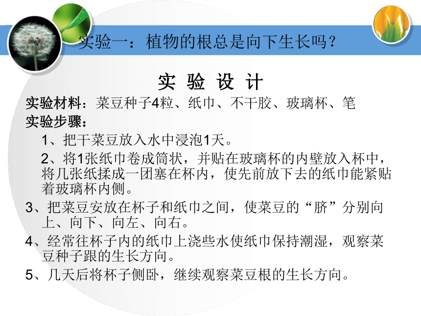 六年级科学_一棵“顽强”的小树_教学课件