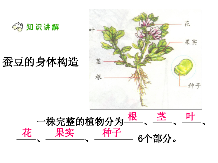 1.1植物的身体 课件（14ppt）