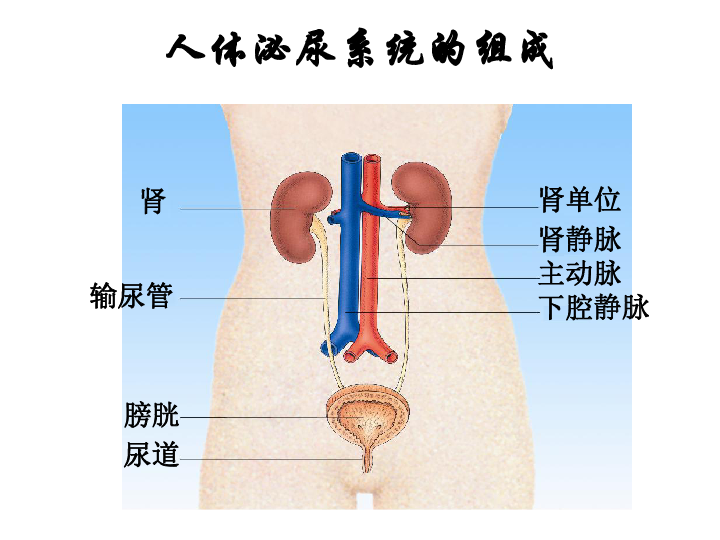 11-1人体泌尿系统的组成课件（14张PPT）