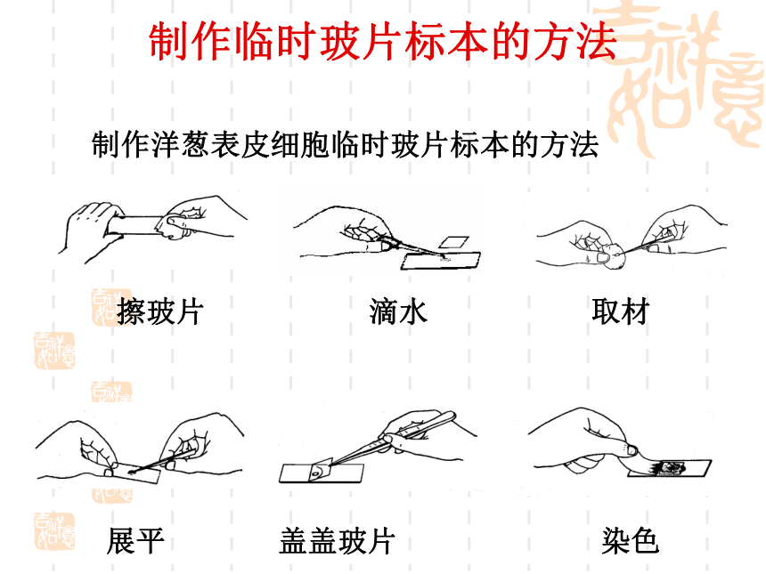 显微镜植物复习