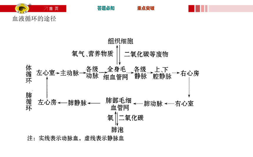 第9章 人体内的物质运输复习课 课件（共21张PPT）