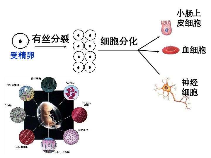 人教版高中生物必修一课件：6.2 细胞的分化 (共35张PPT)