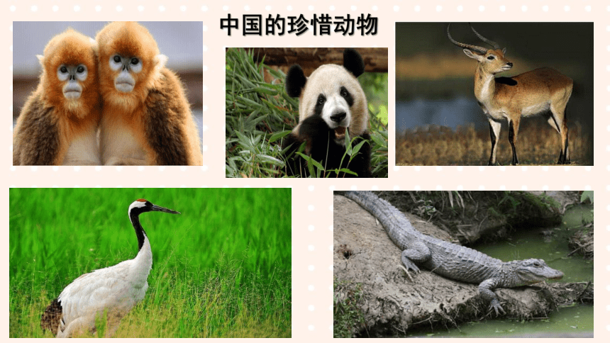 保护珍惜动物 pdf