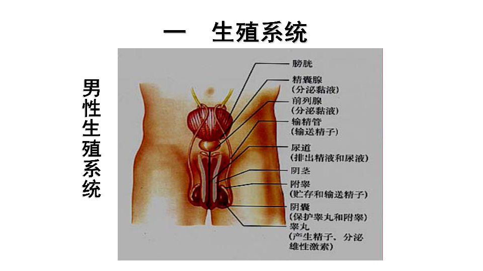 人教版七年级生物下册1.2人的生殖 课件（共29张PPT）