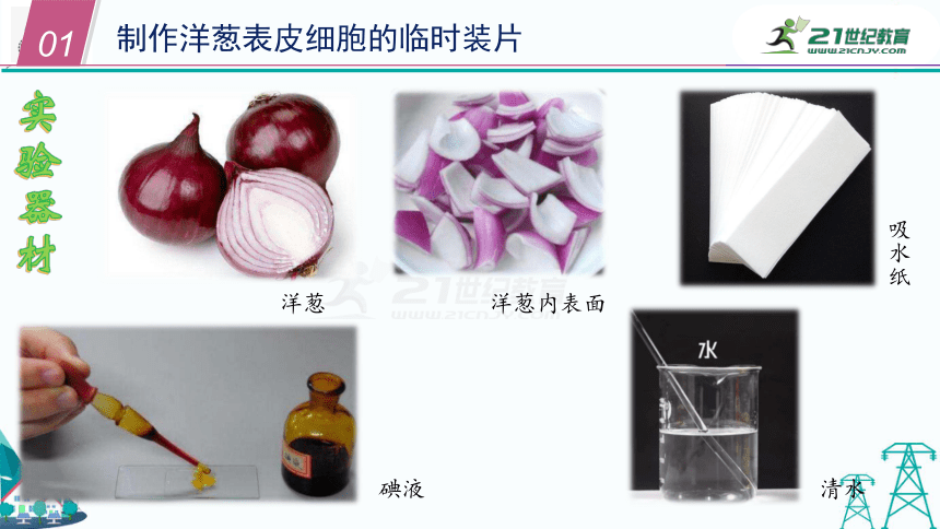 4.2细胞 第二课时（课件28页）