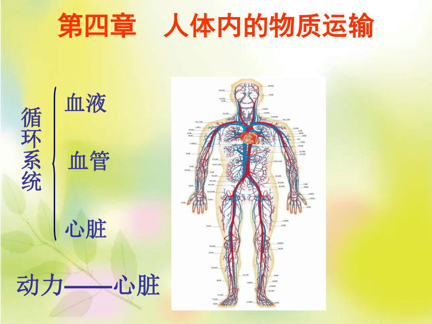 人教版七年级生物第四单元第四章第一节   流动的组织——血液  课件 （共25张PPT）