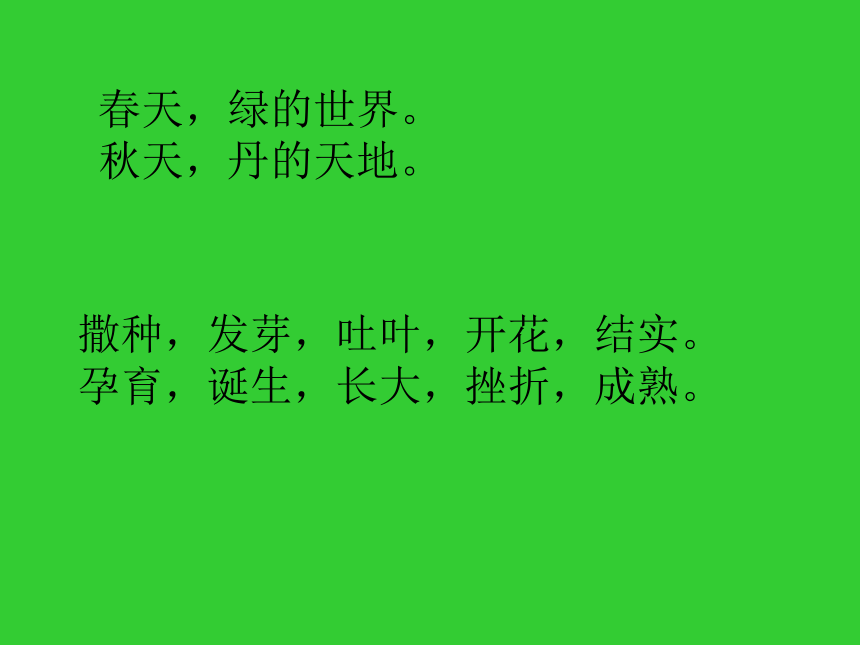 五年级语文课件 枫叶如丹（北师大版）