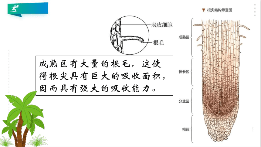 3 綠色植物與生物圈中的水循環 -課件(共28張ppt)