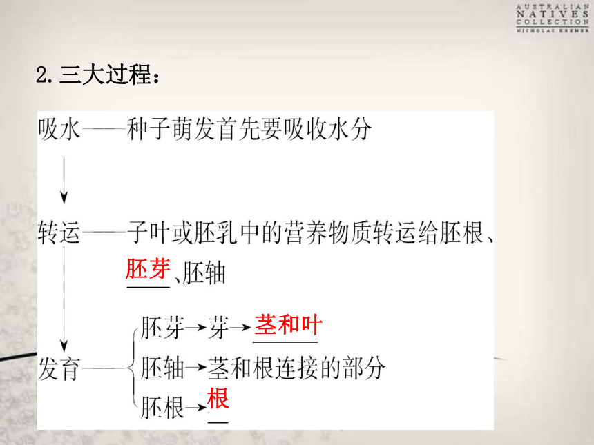 人教版七年级上册生物第二章被子植物的一生 课件（共40张PPT）