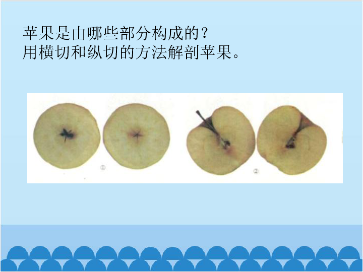 苹果横纵切面结构图图片