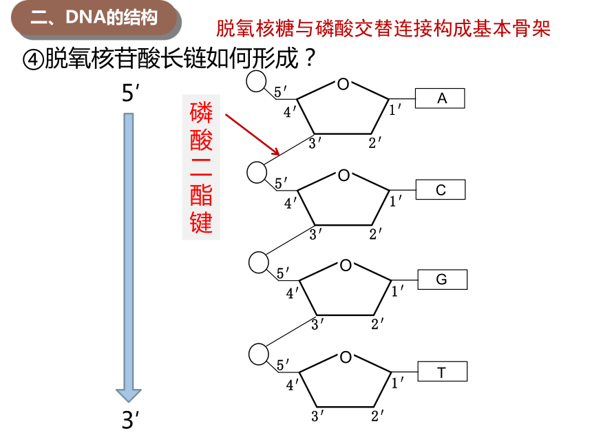 dna单链的结构示意图图片