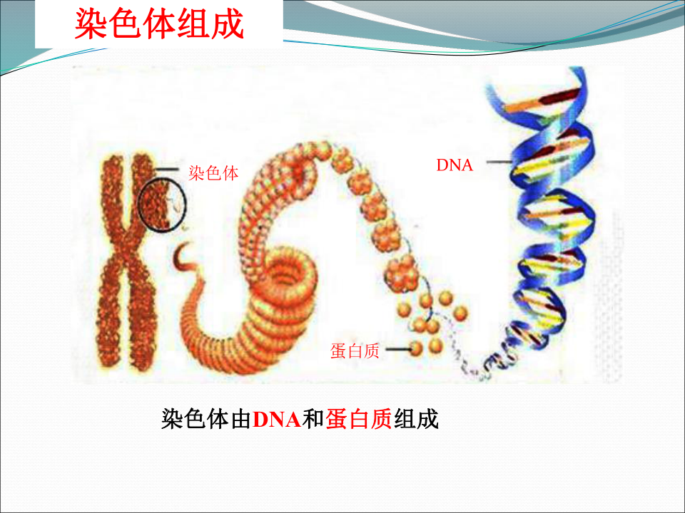 上海版八年级上册生物  2.3.2 染色体与人体性别决定 课件(14张PPT)