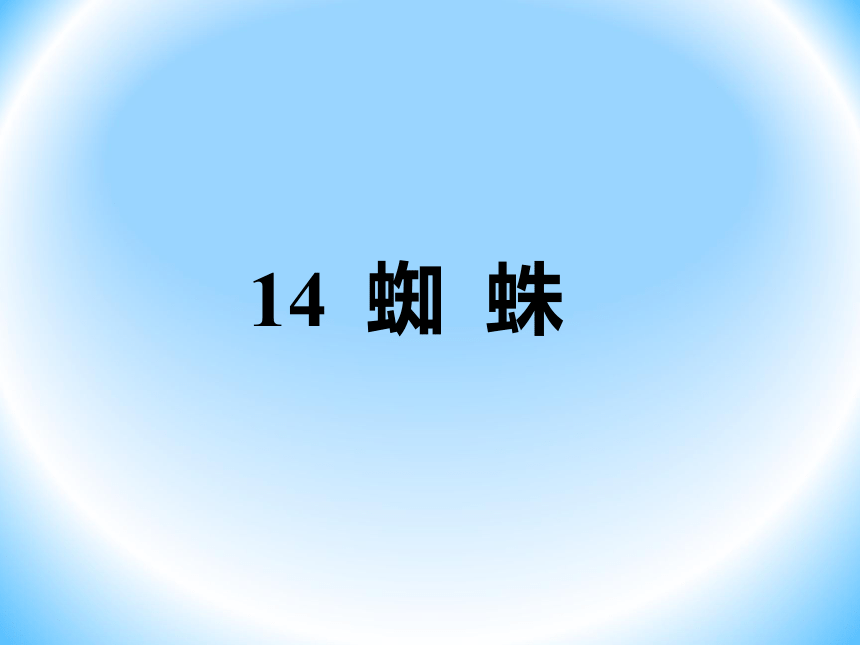 14-蜘蛛 课件