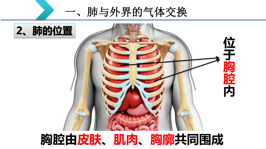胸腔结构图器官图片