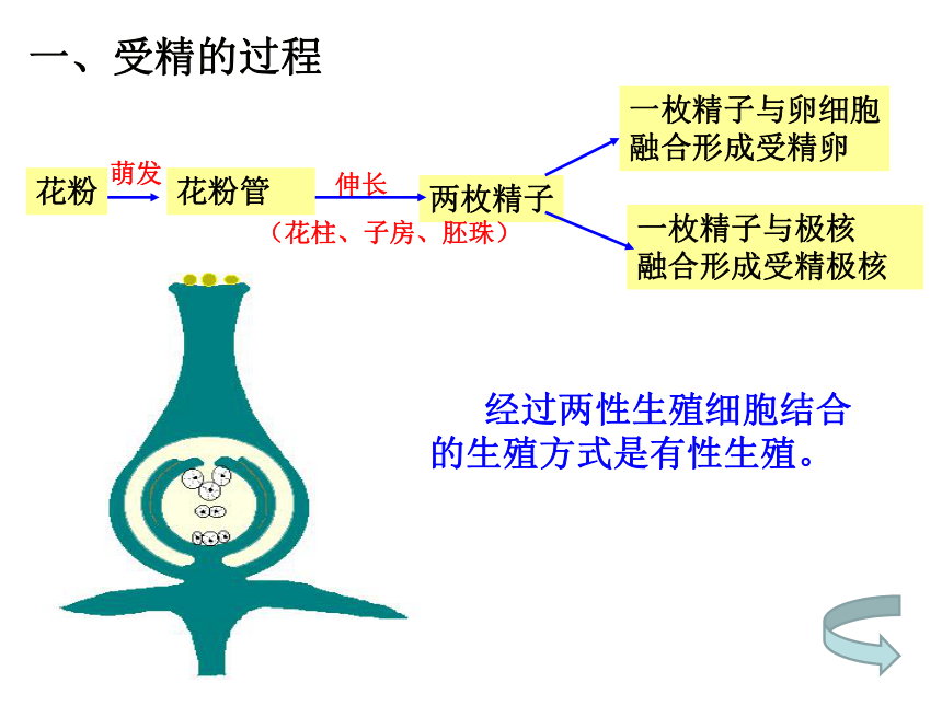 八年级下册生物第一章生物的生殖和发育 复习课件（共30张ppt）