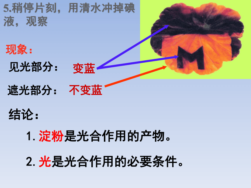 2018届中考生物复习课件：绿色植物的光合作用和呼吸作用(共33张PPT)