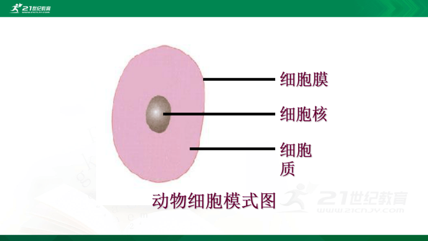 2.1.4 细胞的生活（课件）(共39张PPT)